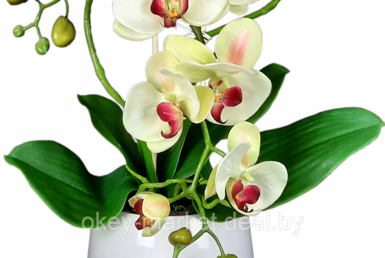 Цветочная композиция из орхидей в горшке K023 - фото 4 - id-p200174178