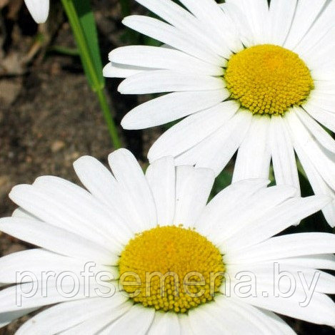 Хризантема Майские гиганты, семена, 0.3гр.,(сдв) - фото 1 - id-p200209963