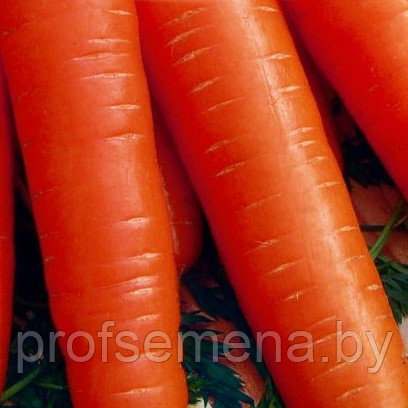 Морковь столовая Карлена, семена, 2гр, Польша, (сдв) - фото 1 - id-p200223144