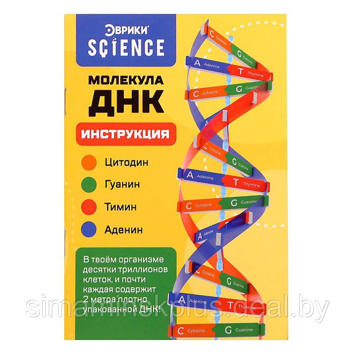 Набор для опытов «Молекула ДНК» - фото 6 - id-p200354846