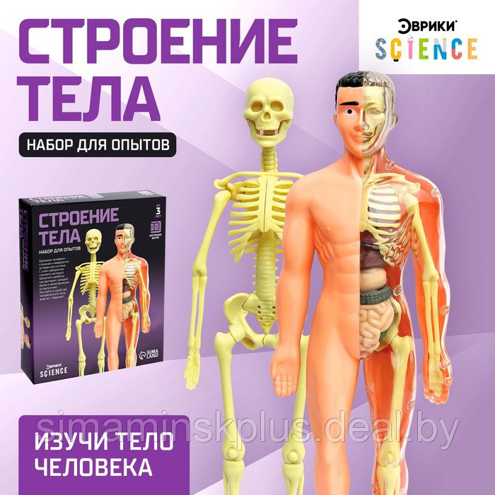 Набор для опытов «Строение тела», анатомия человека - фото 1 - id-p200359406