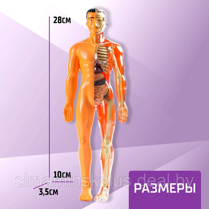 Набор для опытов «Строение тела», анатомия человека - фото 2 - id-p200359406