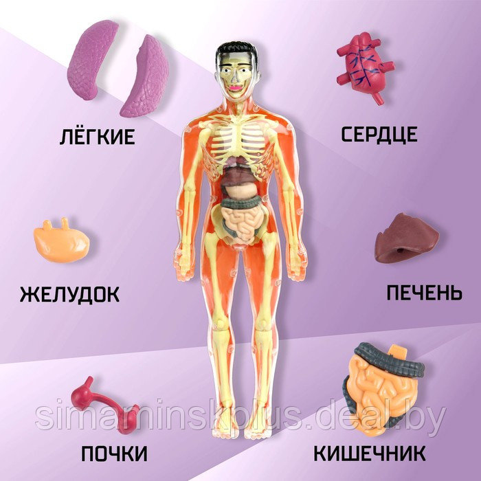 Набор для опытов «Строение тела», анатомия человека - фото 3 - id-p200359406