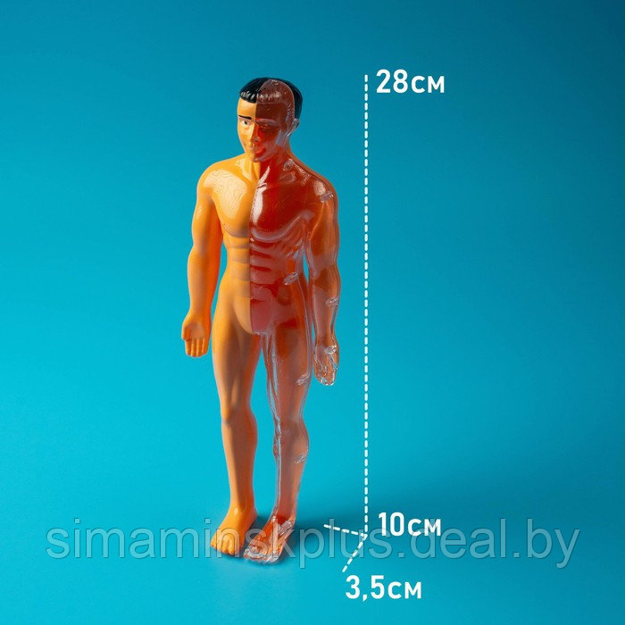 Набор для опытов «Строение тела», анатомия человека - фото 8 - id-p200359406