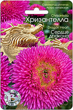 Астра китайская Хризантелла СЕРДЦЕ ДРАКОНА