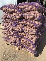 Овощная сетка- мешок на рулоне 54*78 фиолетовая.
