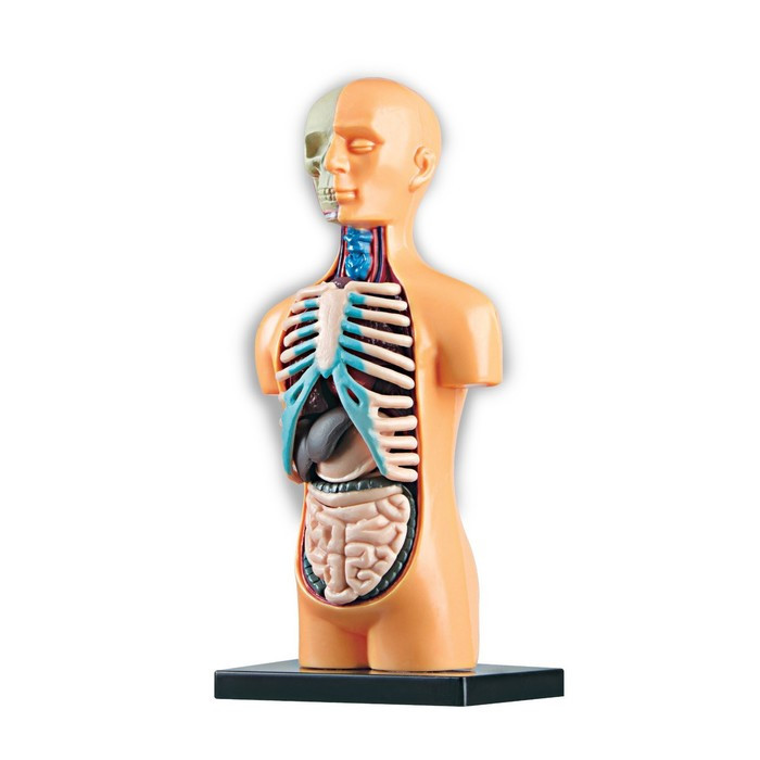 Научный опыт «Анатомия человека» - фото 2 - id-p162763063