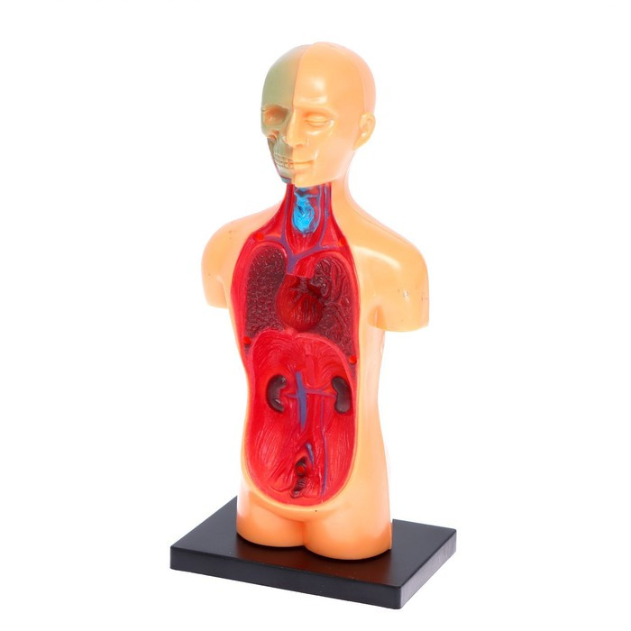 Научный опыт «Анатомия человека» - фото 3 - id-p162763063
