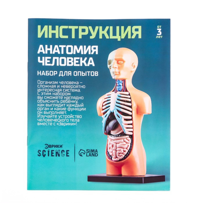 Научный опыт «Анатомия человека» - фото 7 - id-p162763063