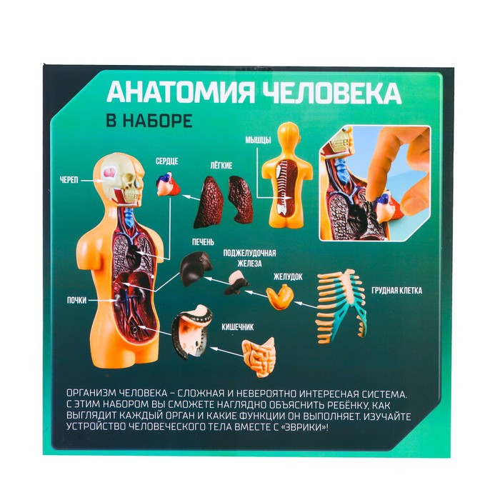 Научный опыт «Анатомия человека» - фото 8 - id-p162763063