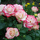 Штамбовая роза Дессе (Desse), фото 2