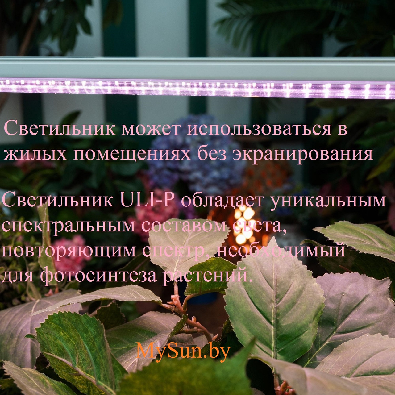 ФИТО-светильник для растений ULI-P13-35W-SPLE розовый свет - фото 2 - id-p200944045