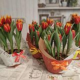 Тюльпаны в горшках, фото 2