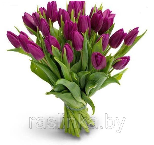 Свежий срез тюльпанов - фото 3 - id-p145585191