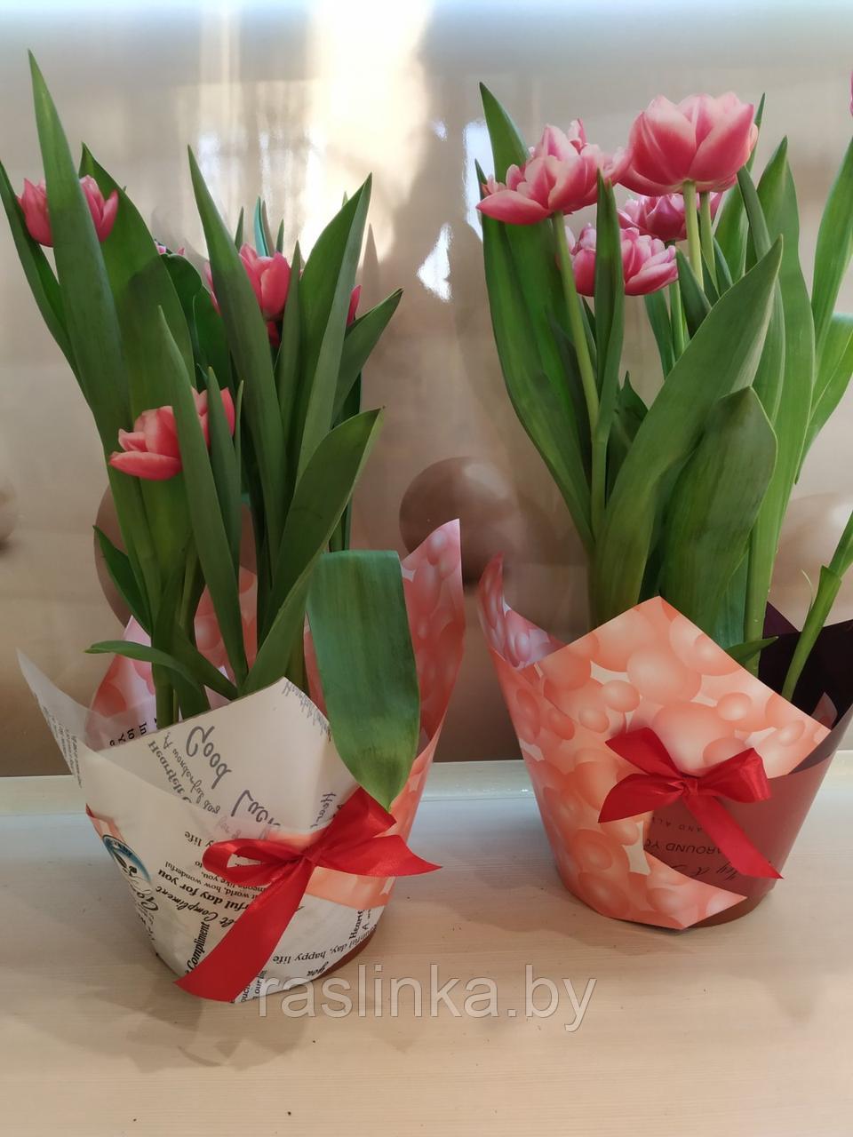 Тюльпаны к 14 февраля и 8 марта - фото 9 - id-p145580578