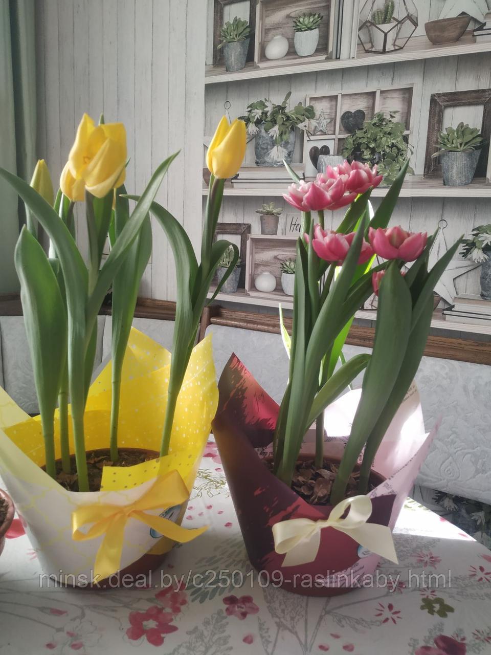 Тюльпаны к 14 февраля и 8 марта - фото 7 - id-p145580578