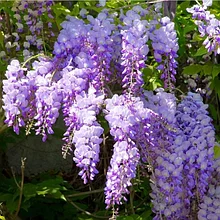 Глициния Блю Мун