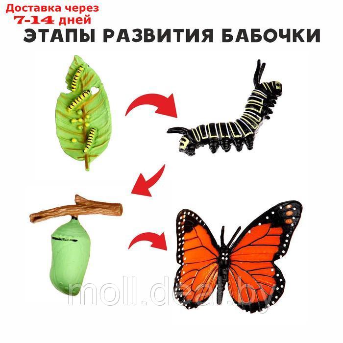 Обучающий набор "Этапы развития бабочки" 4 фигурки - фото 1 - id-p201245542