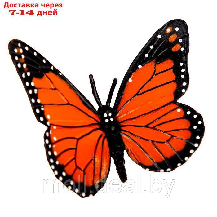 Обучающий набор "Этапы развития бабочки" 4 фигурки - фото 8 - id-p201245542