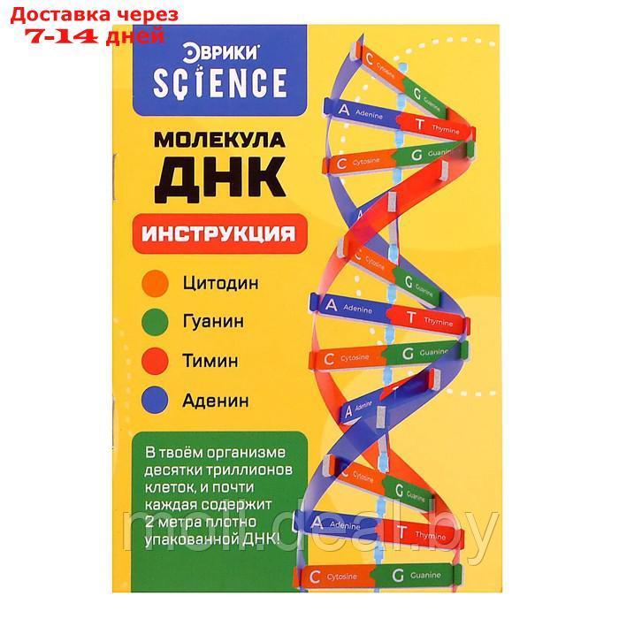 Набор для опытов "Молекула ДНК" - фото 6 - id-p201246677