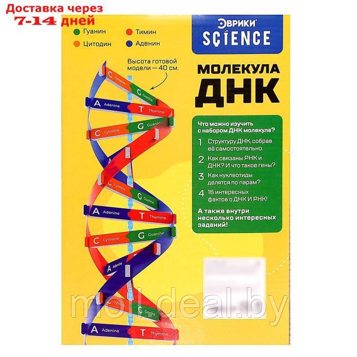 Набор для опытов "Молекула ДНК" - фото 8 - id-p201246677
