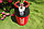 Баллон композитный газовый Supreme 24,5 л. вентиль СНГ (SHELL), красный, фото 3