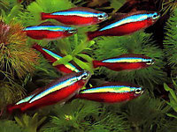 AquaFish Неон Красный (Paracheirodon axelrodi)