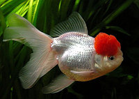 AquaFish Золотая рыбка (Carassius auratus) Оранда 5-6см