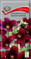 Сальпиглоссис Пурпурный граммофон выемчатый 0,01г Одн 50см (Поиск)