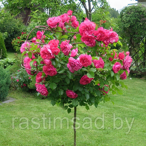 Роза штамбовая Розариум Ютерсен (Rosarium Uetersen)
