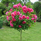 Роза штамбовая Розариум Ютерсен (Rosarium Uetersen), фото 4