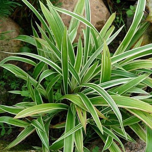 Осока Морроу "Вариегата" (до 10 см)