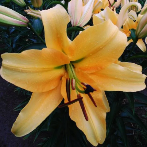 Lilium Corcovado White flower farm, Flowers, Trees to plant