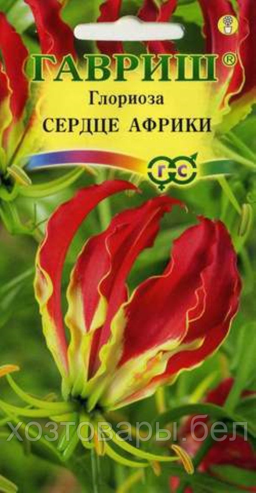 Глориоза великолепная Сердце Африки 3шт Мн (Гавриш): продажа, цена в ...