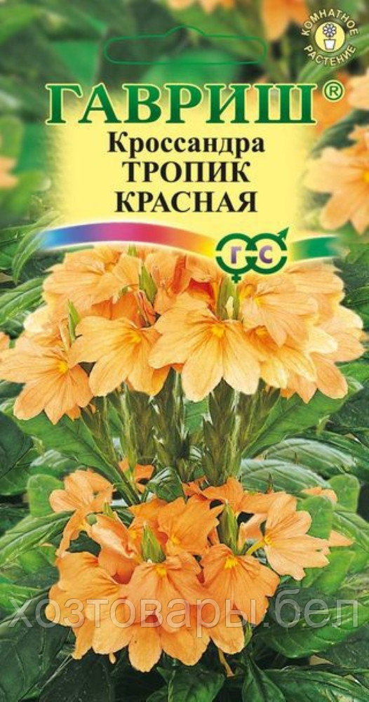 Кроссандра Тропик красная 3шт Комн (Гавриш)