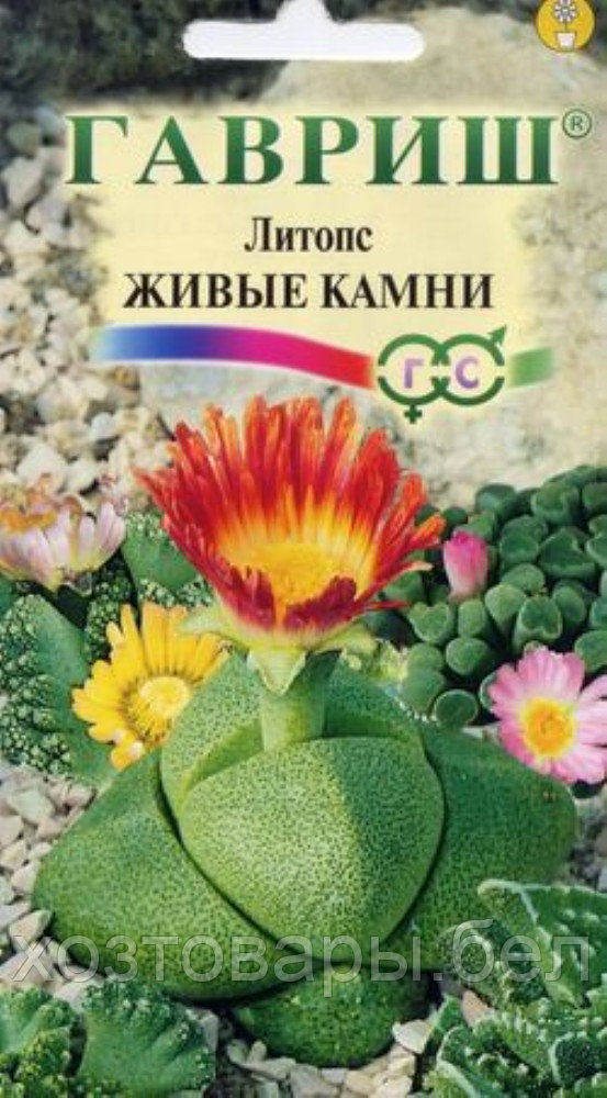 Литопс Живые Камни 5шт Комн (Гавриш)