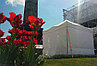 Прокат и аренда Шатра 3х3 метра белого цвета, фото 5