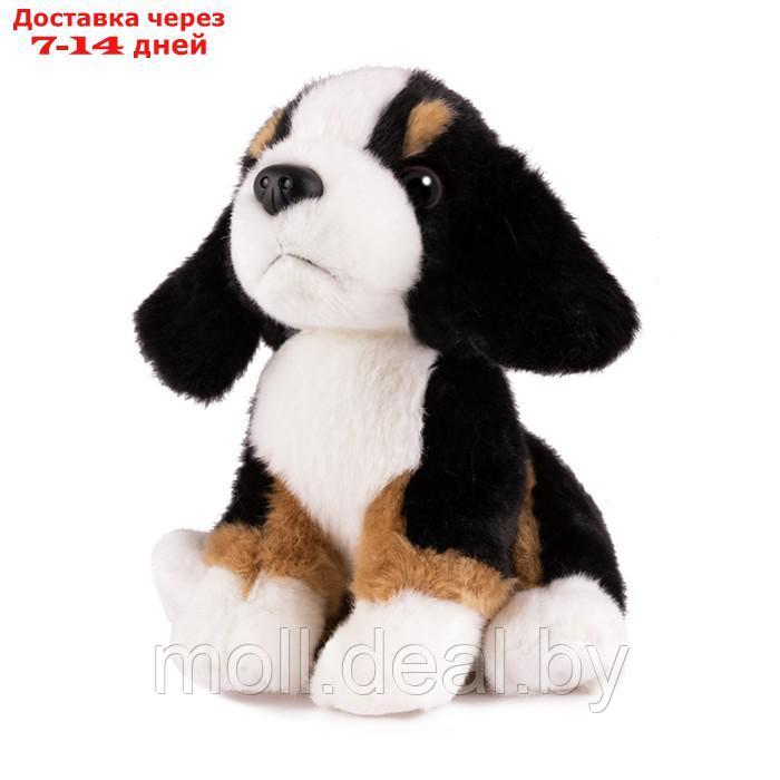 Мягкая игрушка "Собака зенненхунд", 20 см MT-TSC2127-822-20 - фото 1 - id-p201776194
