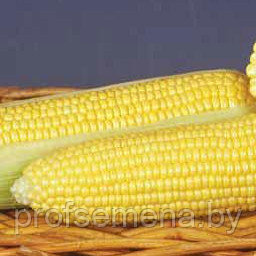 Кукуруза сладкая GSS 8529 F1, семена, 20сем., Нидерланды (чп)