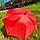Зонт-трость универсальный Arwood Полуавтоматический / деревянная ручка Красный, фото 6