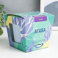 Набор для выращивания растений «Агава»