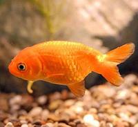 Золотая рыбка (Carassius auratus) Ранчу 5-6см
