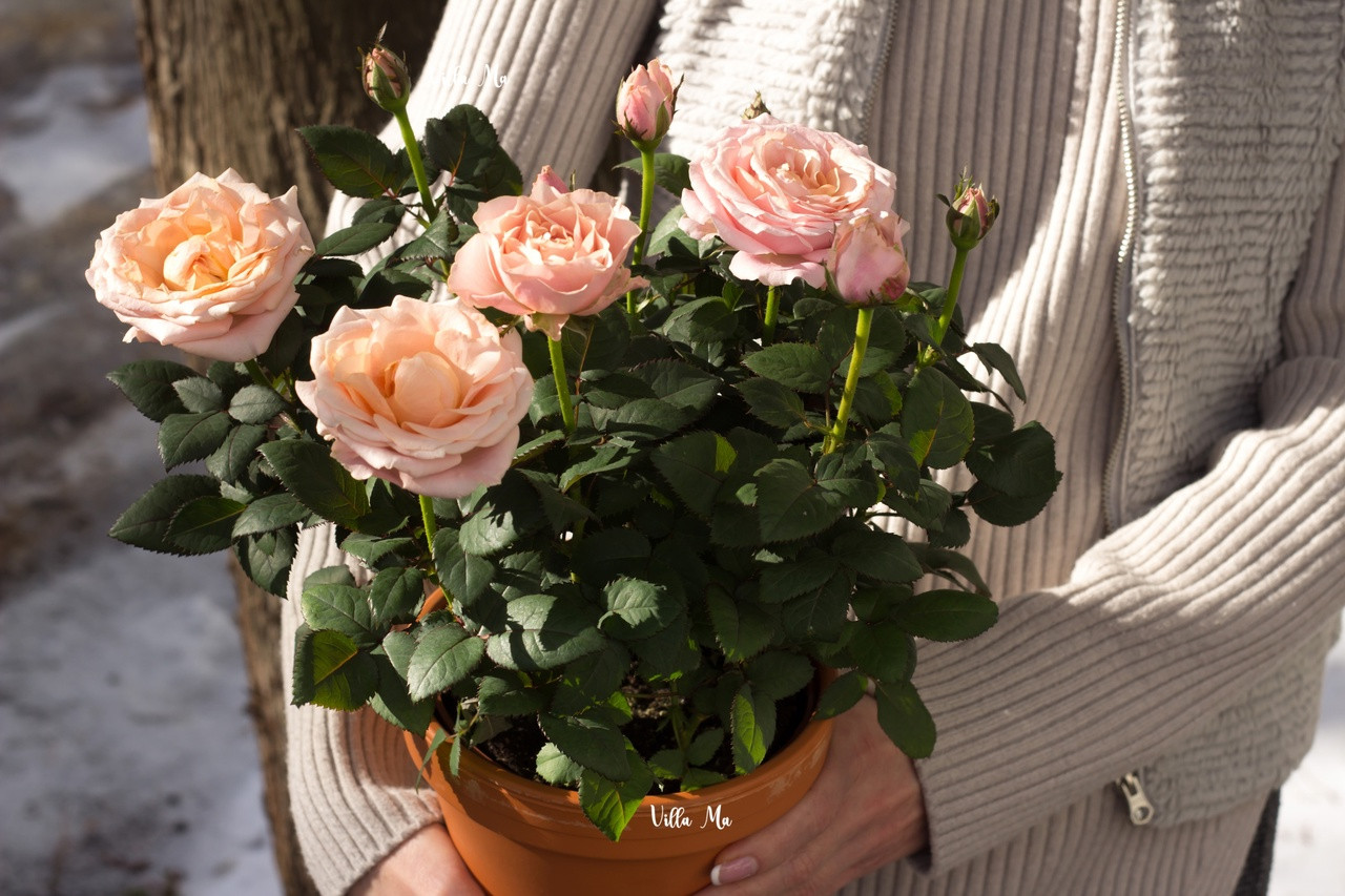 Роза цветущая в керамике Инфинити Принцесс - фото 3 - id-p202055535