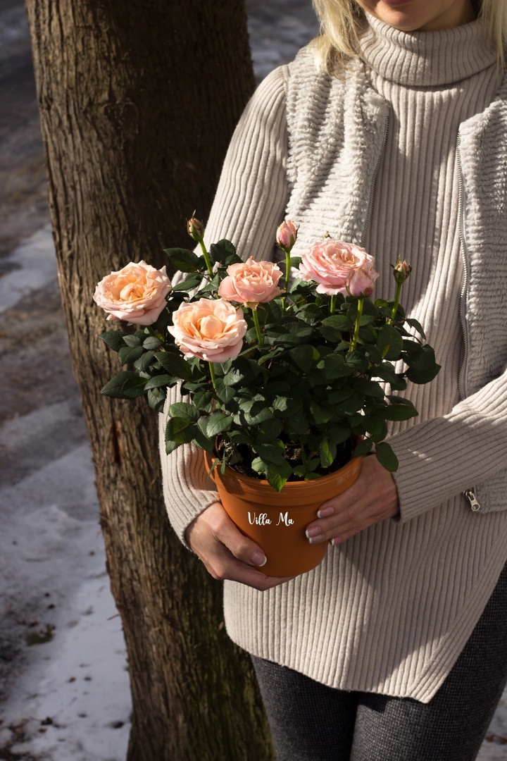 Роза цветущая в керамике Инфинити Принцесс - фото 2 - id-p202055535