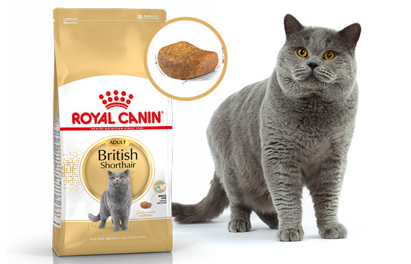 "Royal Canin" British Shorthair Adult сухой корм для взрослых британских короткошерстных кошек 400г - фото 4 - id-p202095122