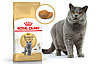 "Royal Canin" British Shorthair Adult сухой корм для взрослых британских короткошерстных кошек 2кг, фото 4