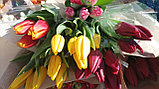 Тюльпаны к 8 марта, фото 2