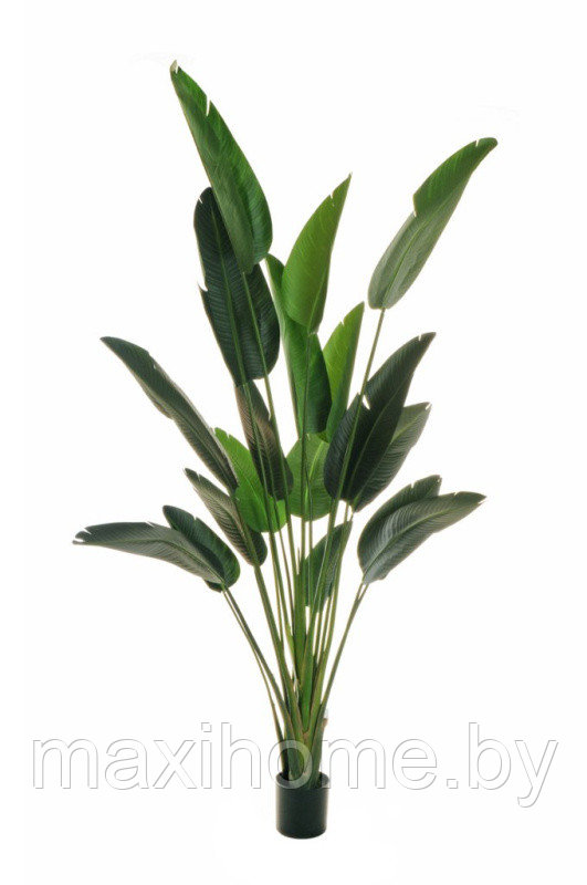 Растение искусственное БАНАНОВОЕ ДЕРЕВО 2,4 м - фото 1 - id-p202202463