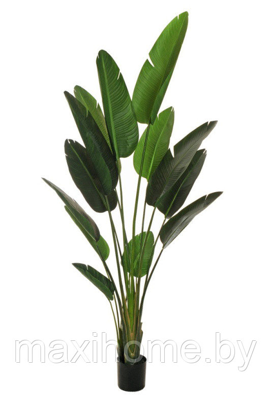 Растение искусственное БАНАНОВОЕ ДЕРЕВО 2,1 м - фото 1 - id-p202203361