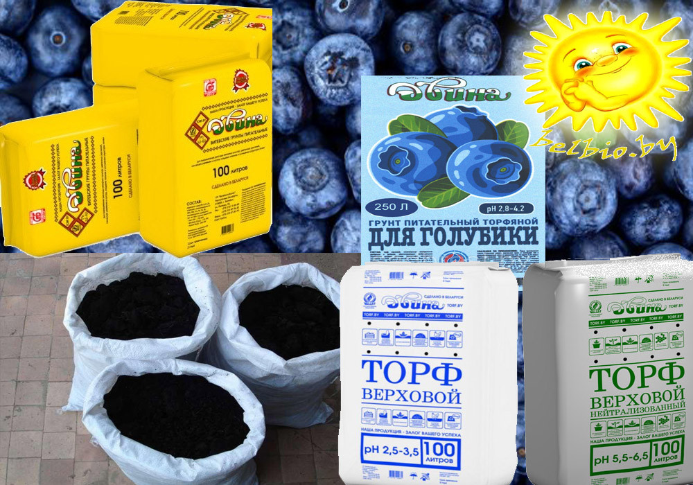 Грунт для голубики. Корни голубики садовой. Как приготовить грунт для голубики своими руками. Торф для голубики. Почвогрунт для голубики.